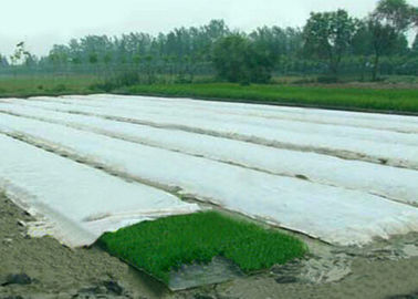 Ύφασμα κάλυψης γεωργίας Spunbond μη υφαμένο, υφάσματα τοπίων PP για το θερμοκήπιο