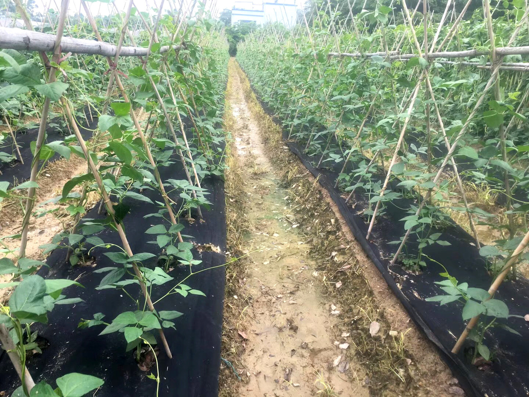 30 γραμμάρια 100% PP Agriculture Non Woven Cover Spunbond In 20 Meter Weed Control